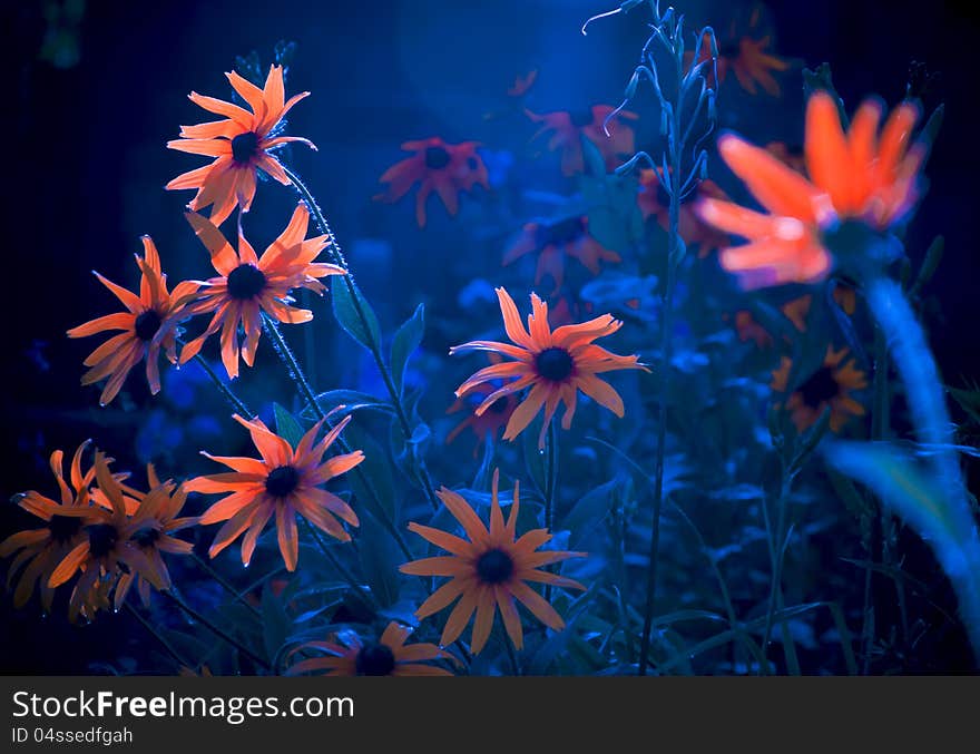 Beautiful flowers flourescent out doors