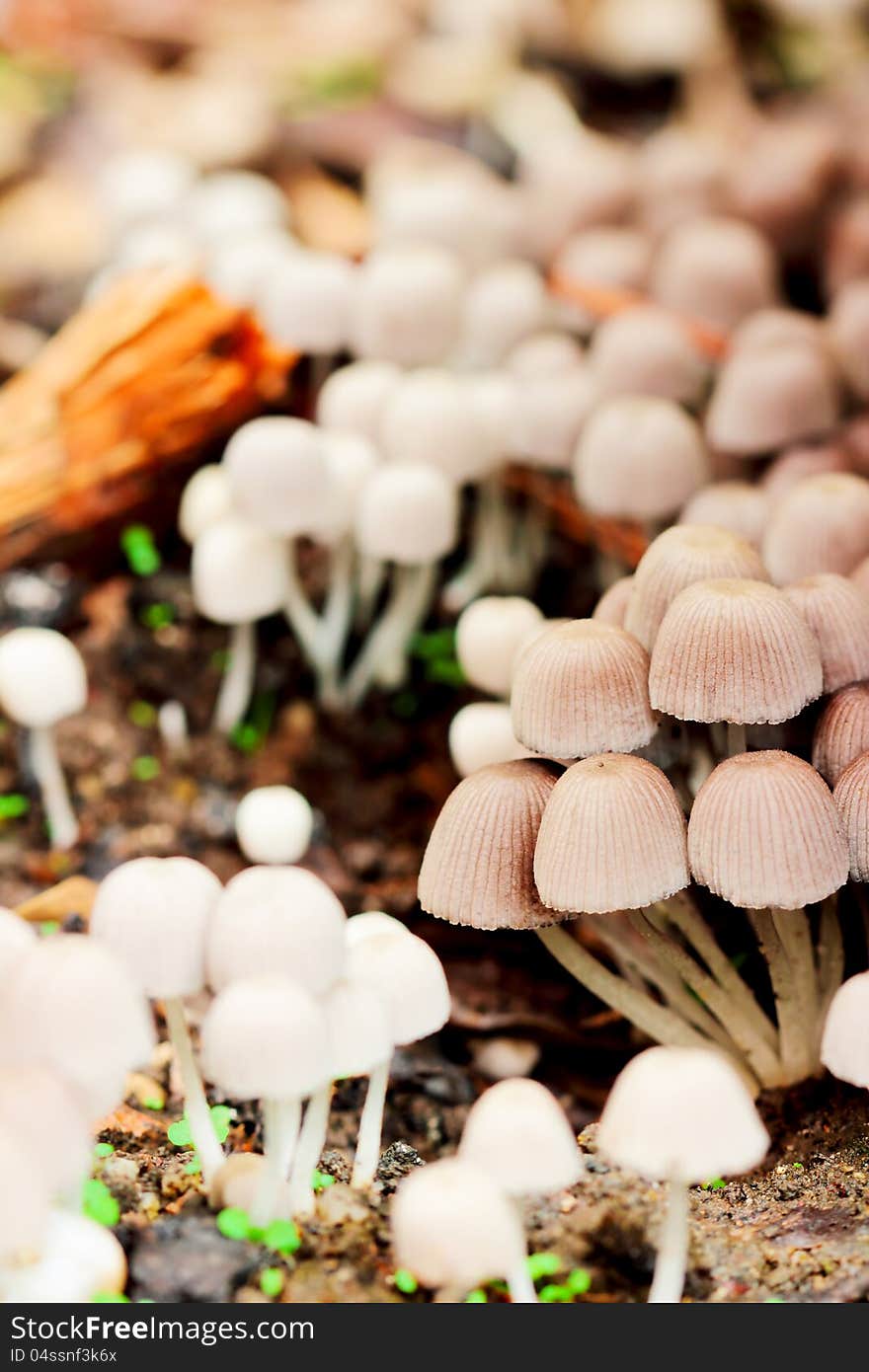 A bunch of white mushrooms