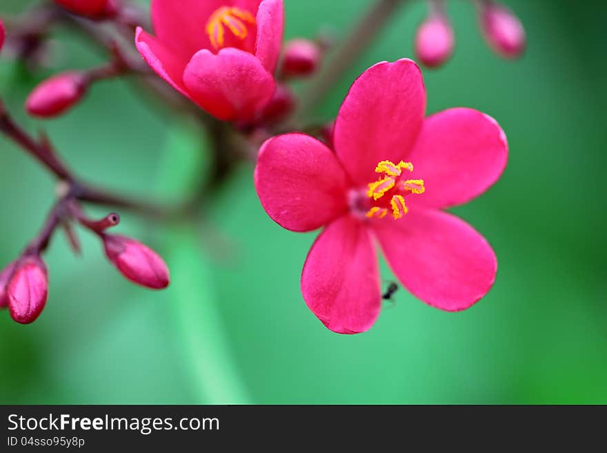 Red small flower