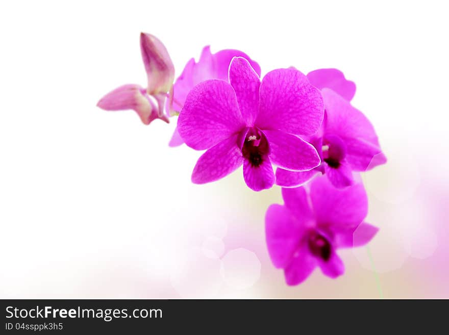 Orchid Flowers Scene Background