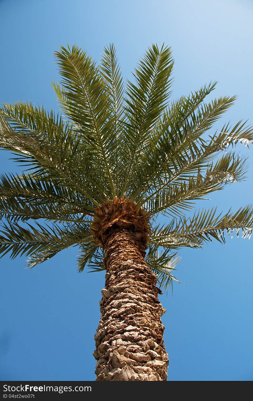 Date-palm photographed from the bottom point against the blue sky. Date-palm photographed from the bottom point against the blue sky