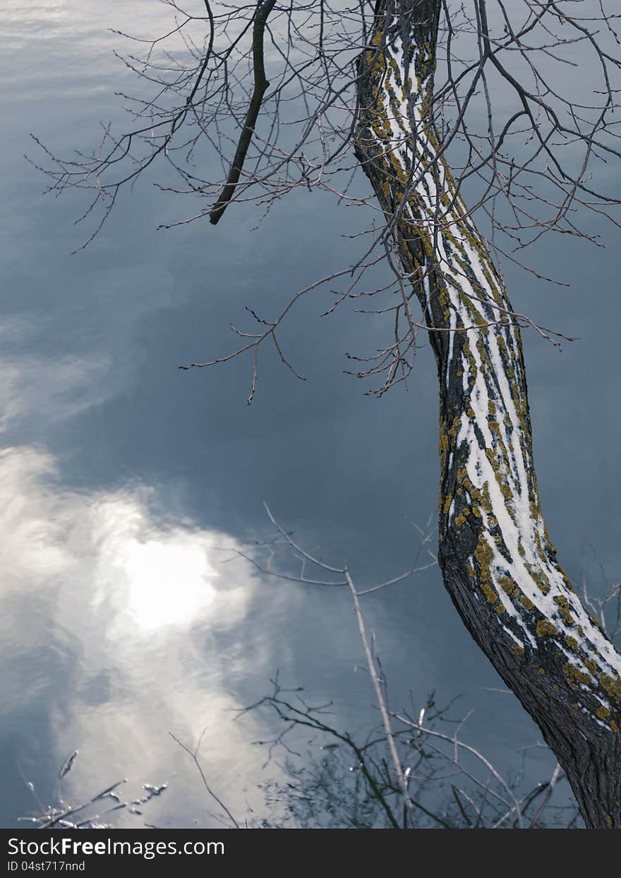 Fragment of willow stem with light snow over cold waters. Fragment of willow stem with light snow over cold waters