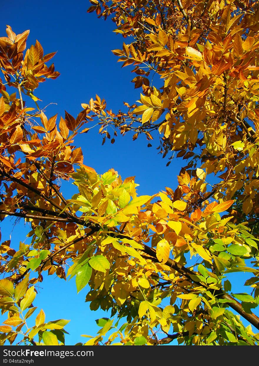 Branches of an autumn tree against a blue sky. Branches of an autumn tree against a blue sky.