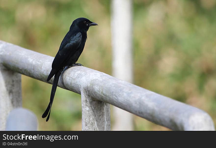 Black cuckoo