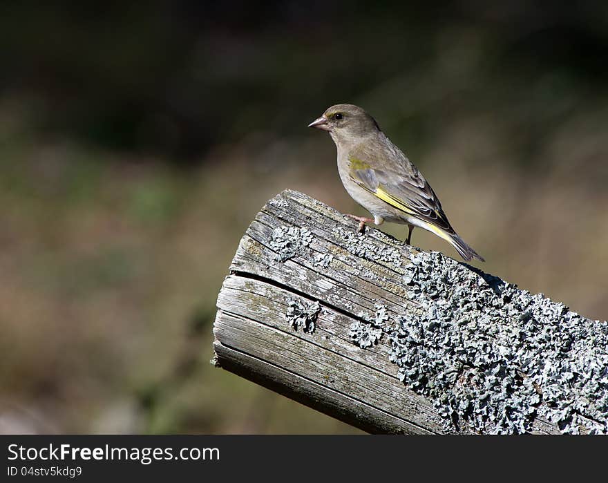 Greenfinch, Female &x28;Carduelis Chloris&x29;