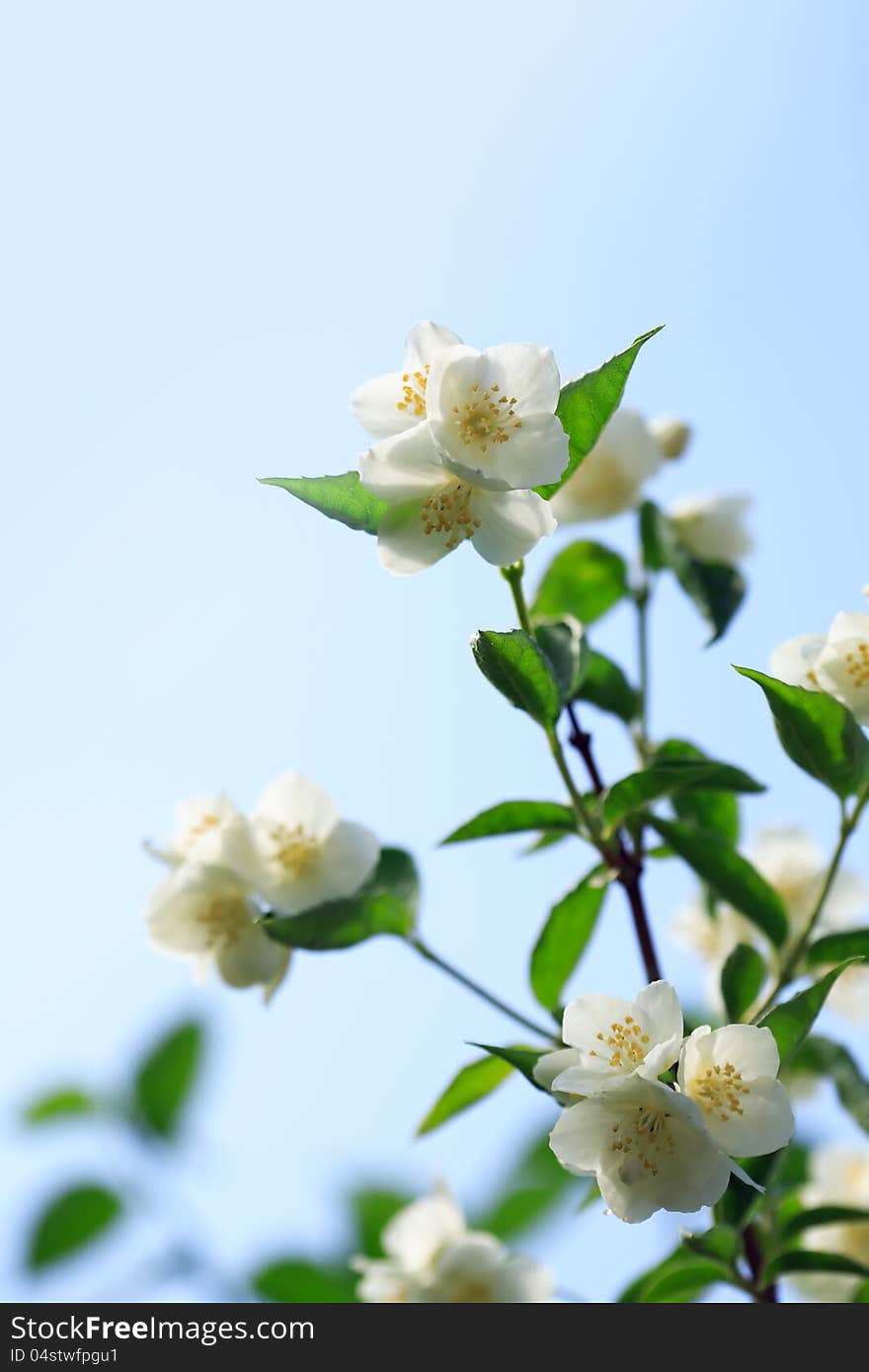 Closeup of freshness jasmine branch against blue sky. Closeup of freshness jasmine branch against blue sky