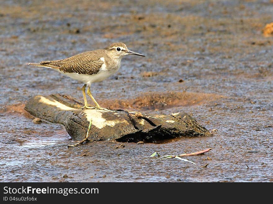 Common snipe standing on a wooden log in swamp