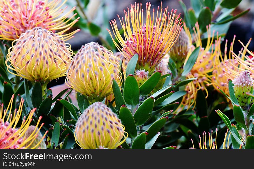 Close up of common pincushion protea blossom