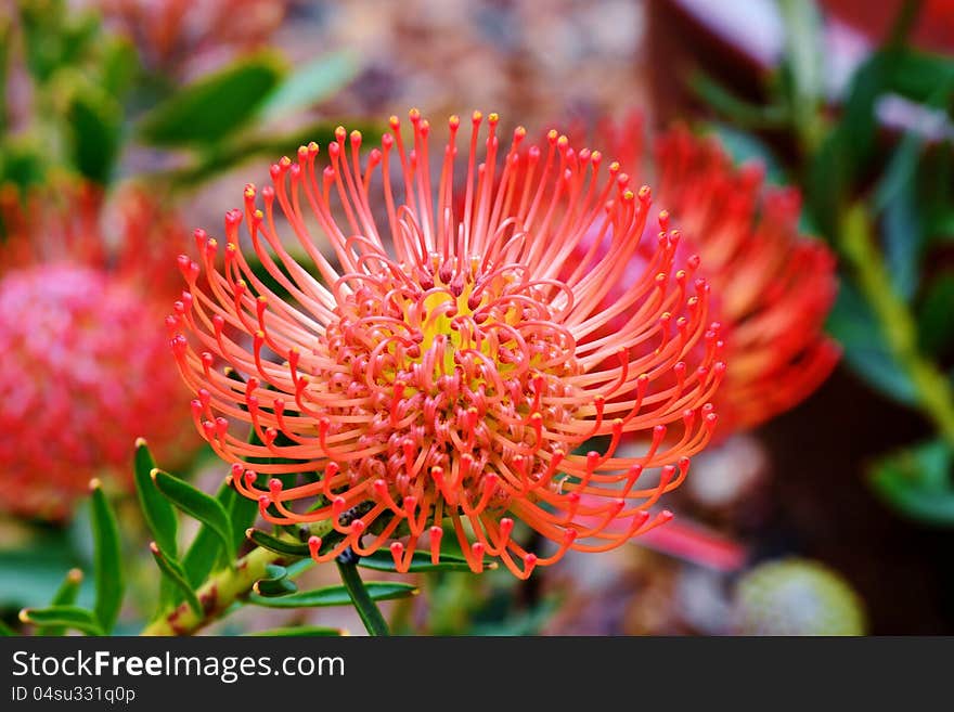 Close up of common pincushion protea blossom