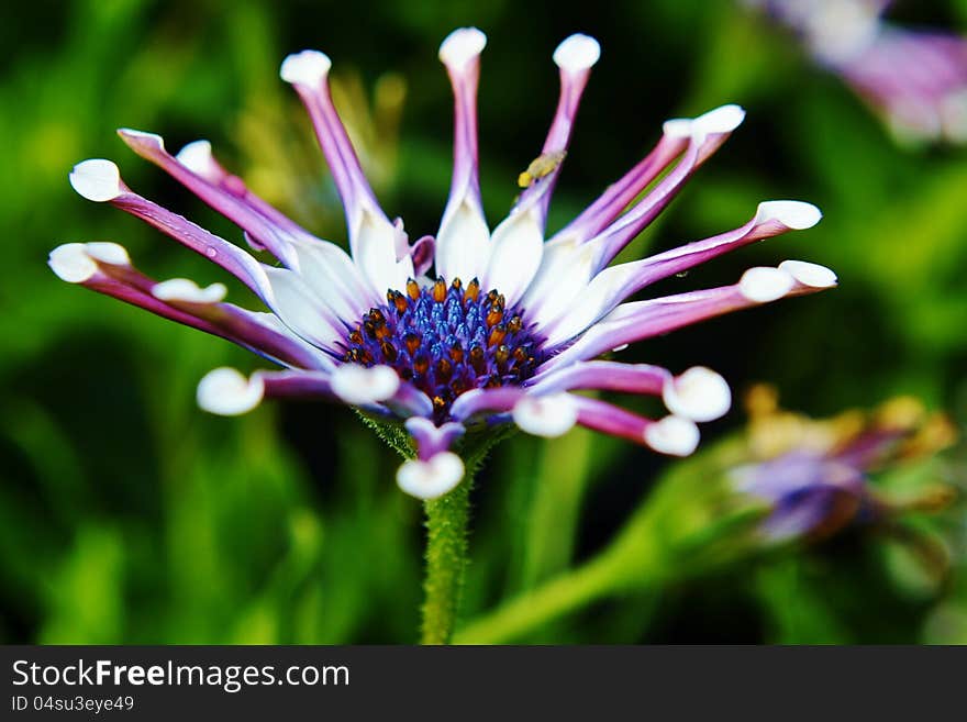 White  spider Osteospermum