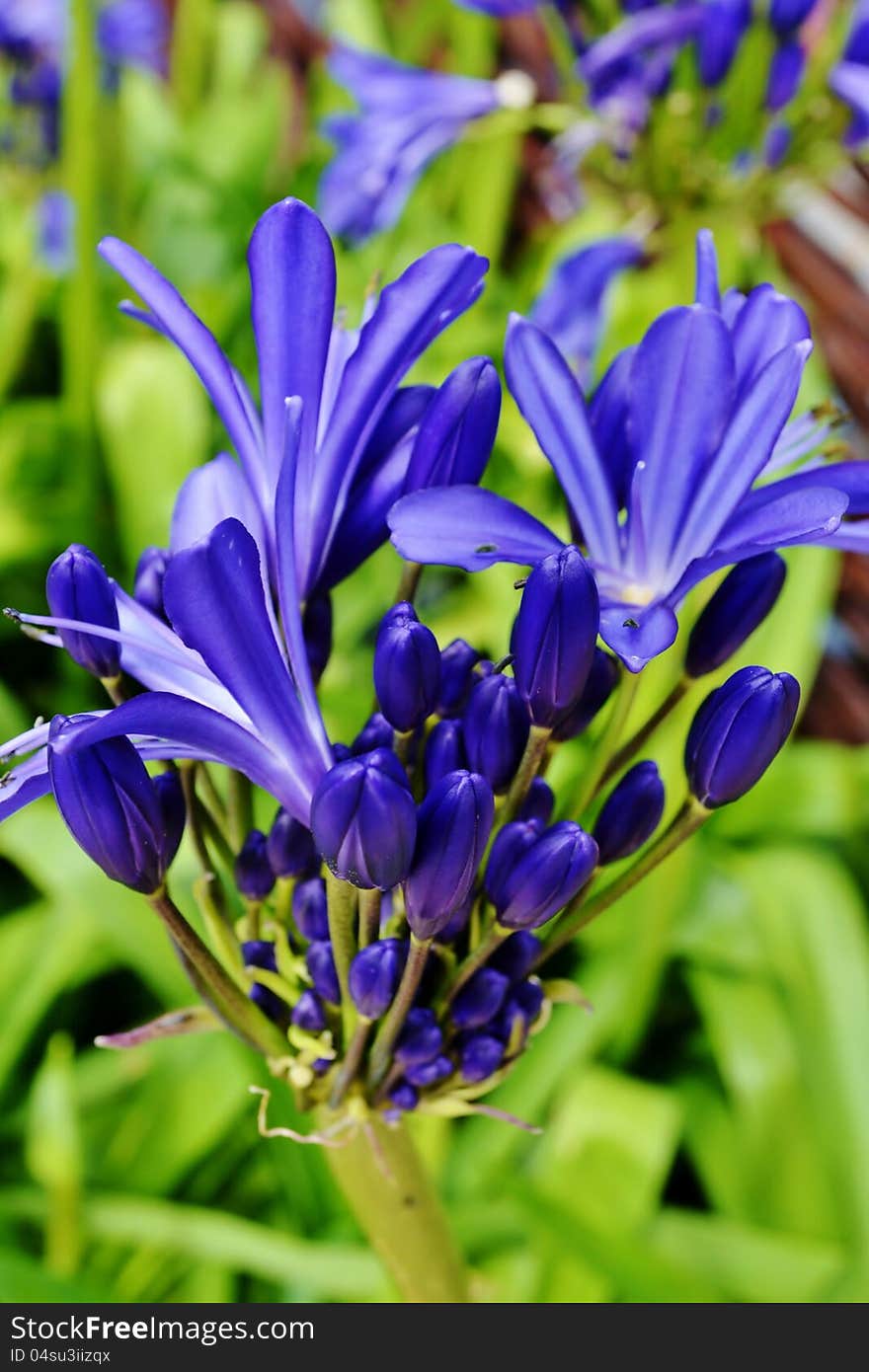 Agapanthus campanulatus