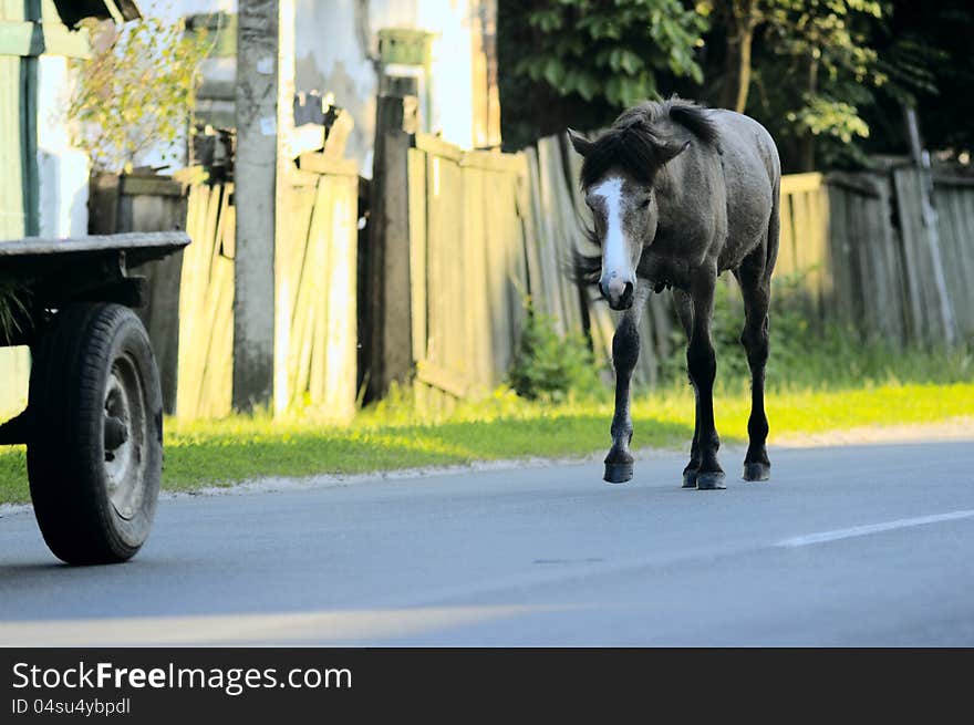 A little horse walking along the road