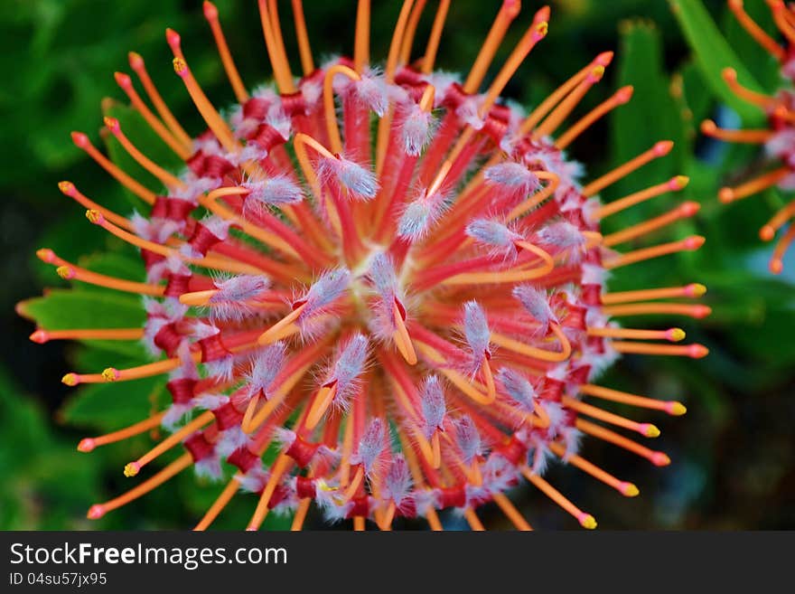 Close up of common pincushion protea blossom