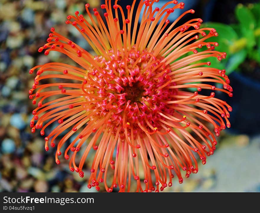 Close up of common pincushion protea blossom