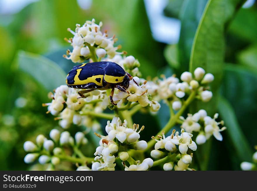 Garden fruit chafer