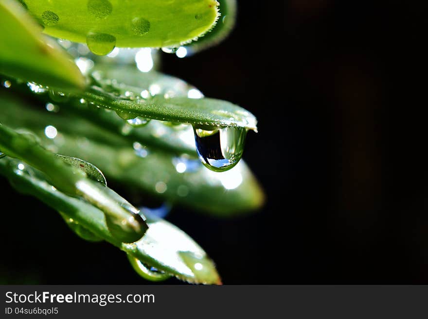 Raindrop on leaf