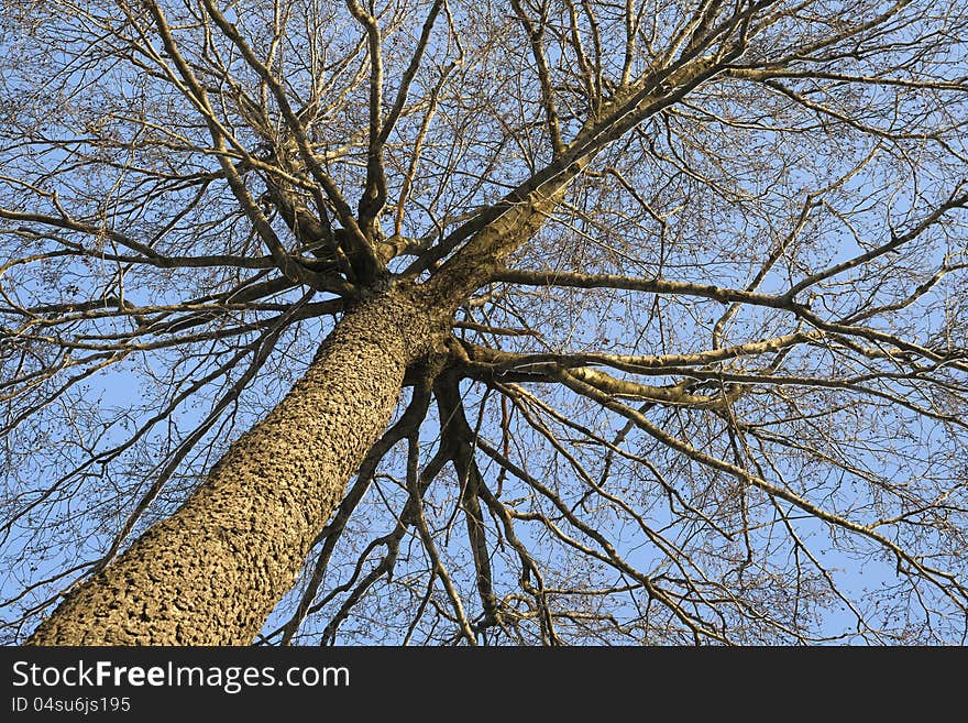 Winter tree,  view from above