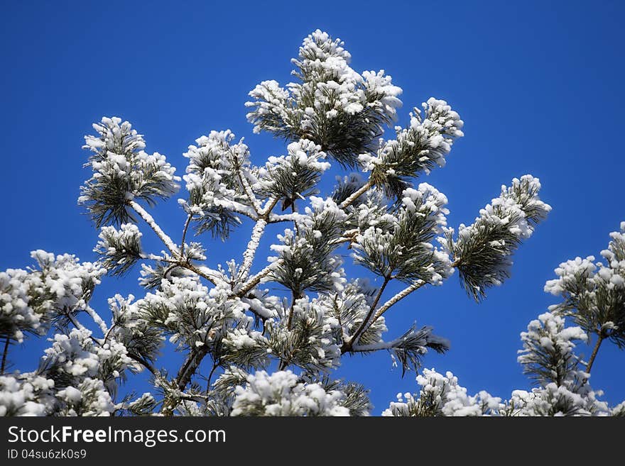 Pine-tree in winter against clear blue sky