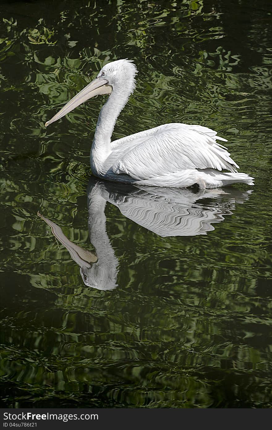 Swimming pelican