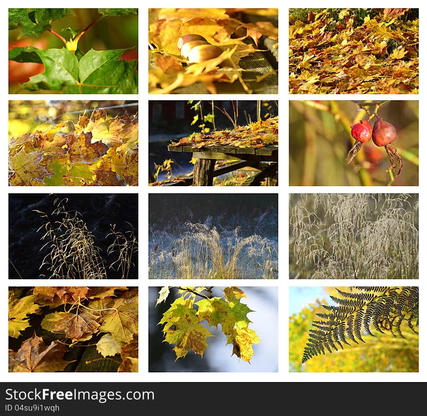 A autumn set whit leafs and meadow. A autumn set whit leafs and meadow