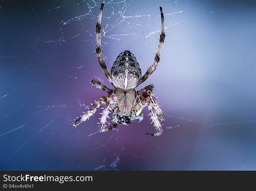 Image of spider feeding on it's prey.