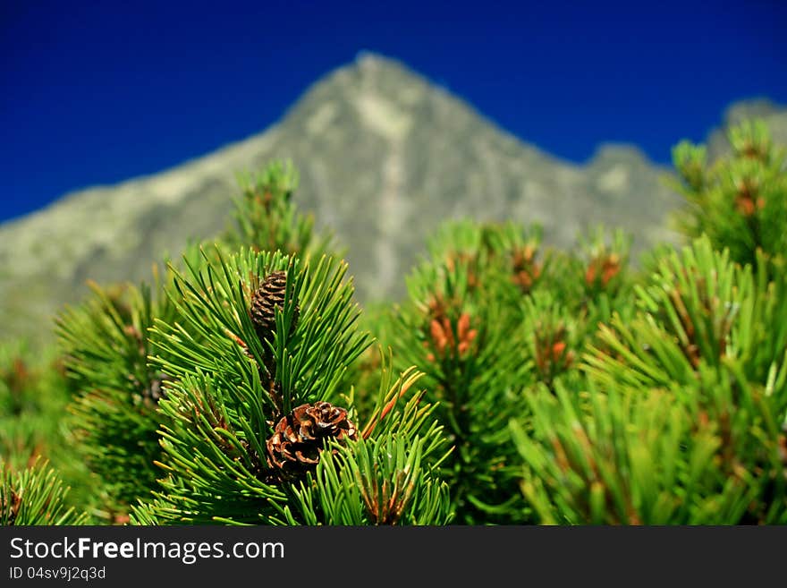 Scrub in High Tatras mountains, Slovakia