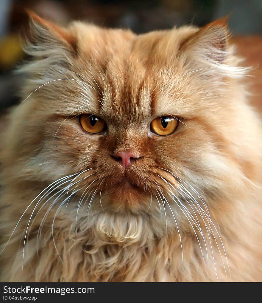 Portrait of a fluffy red cat