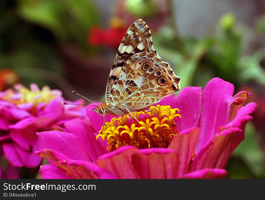 The butterfly collects nectar on flowers