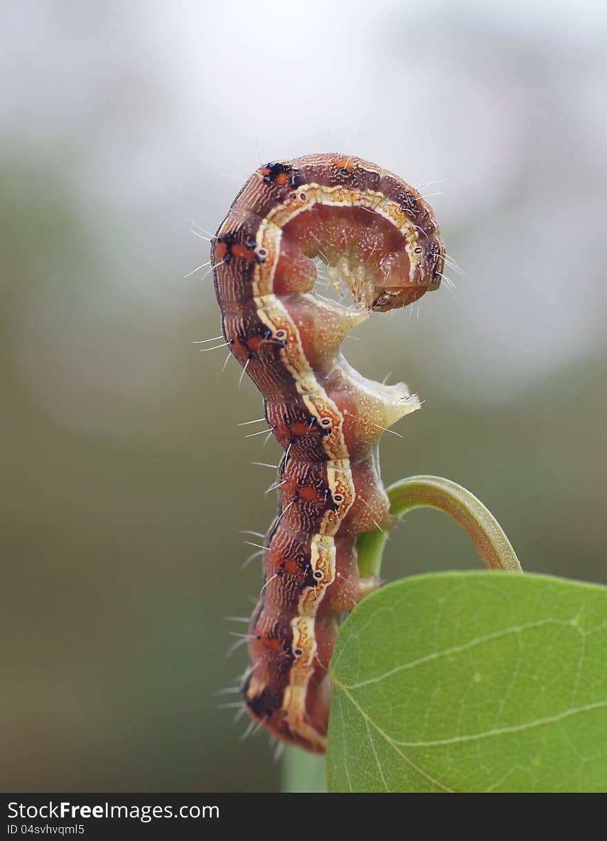 The caterpillar creeps on a plant