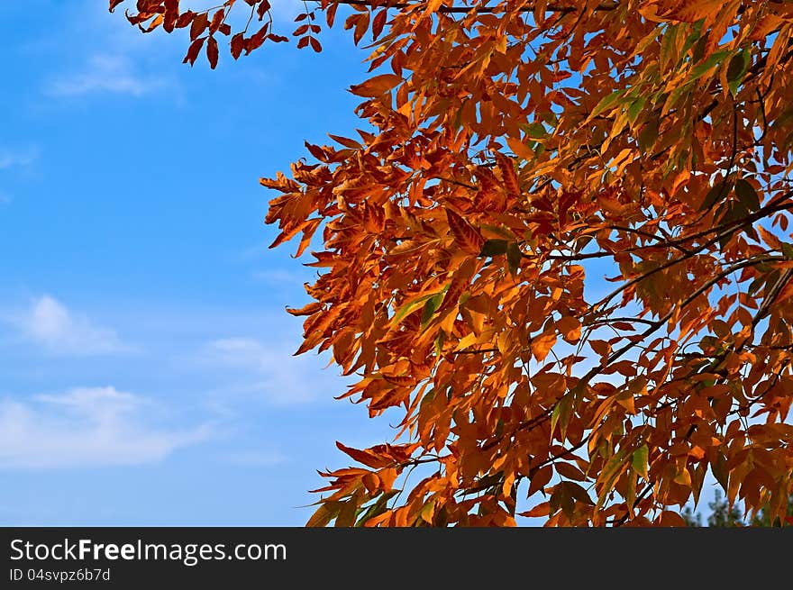 Red Leaves Against Blue Sky