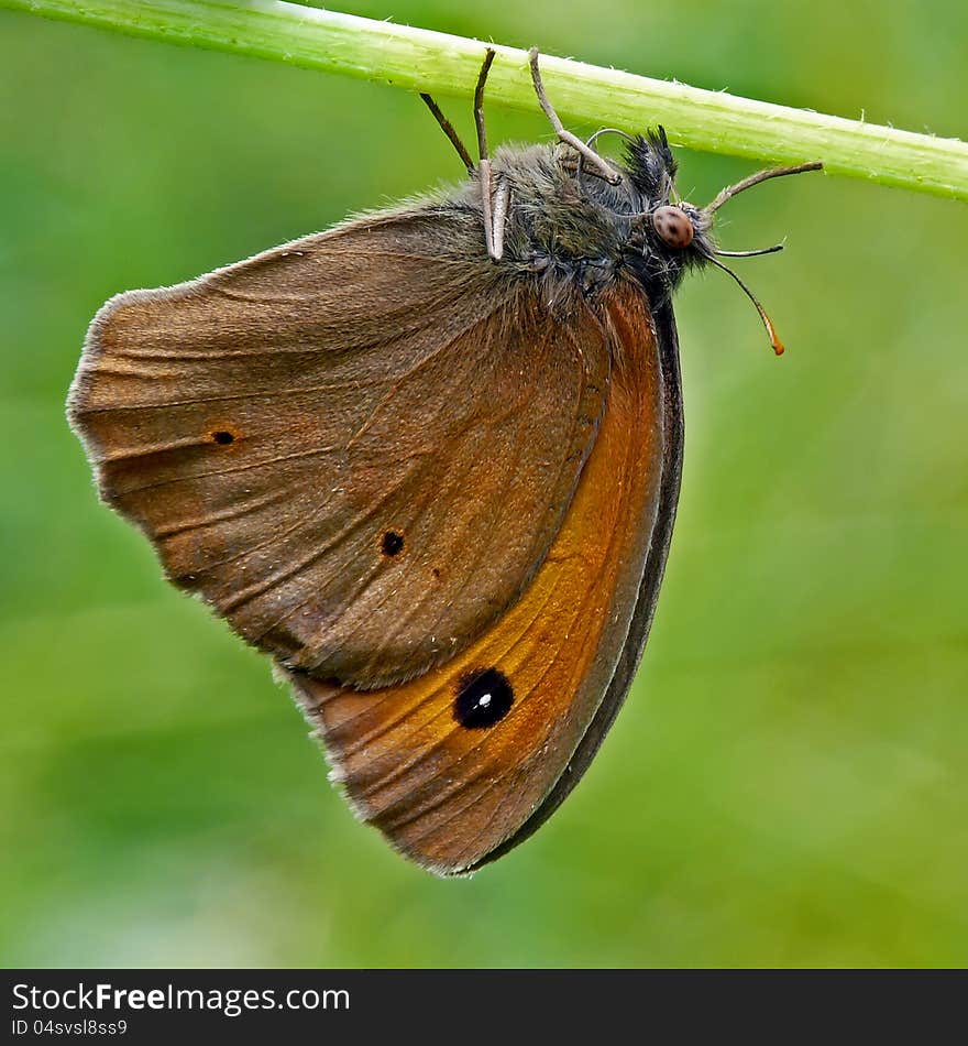 Brown moth