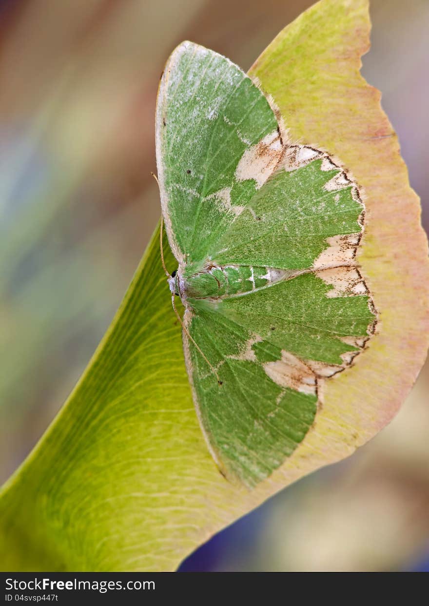 The Blotched Emerald sitting on a maple seed. The Blotched Emerald sitting on a maple seed.