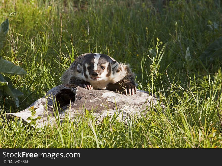 The young badger Taxidea taxus will not back down from any aggressor. The young badger Taxidea taxus will not back down from any aggressor.