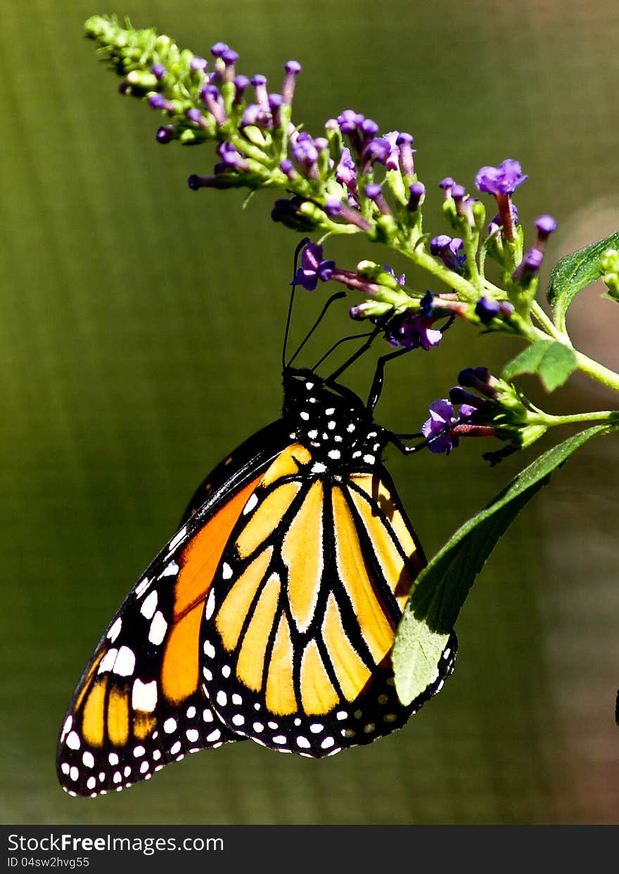 A monarch butterfly delicately sits below a purple flower stem. A monarch butterfly delicately sits below a purple flower stem