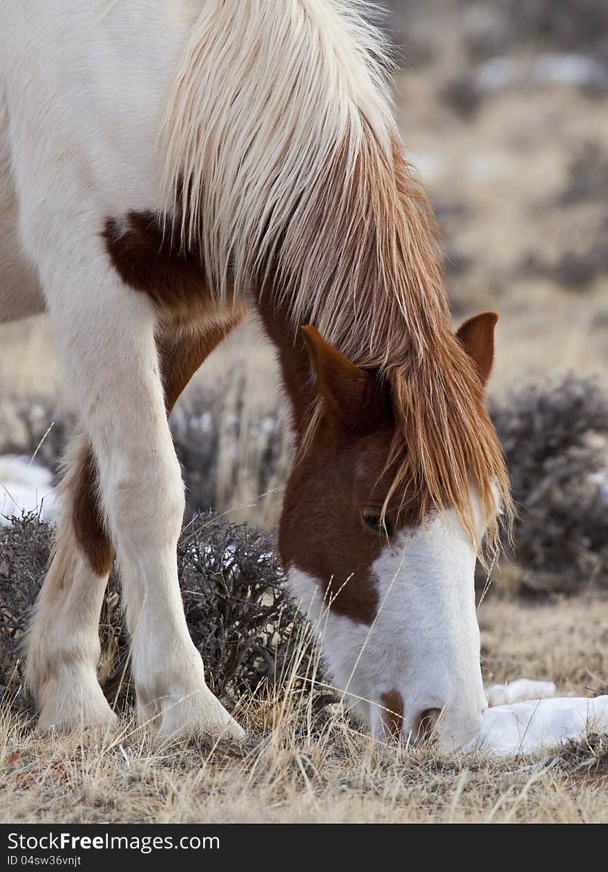 Wild horses in Wyoming