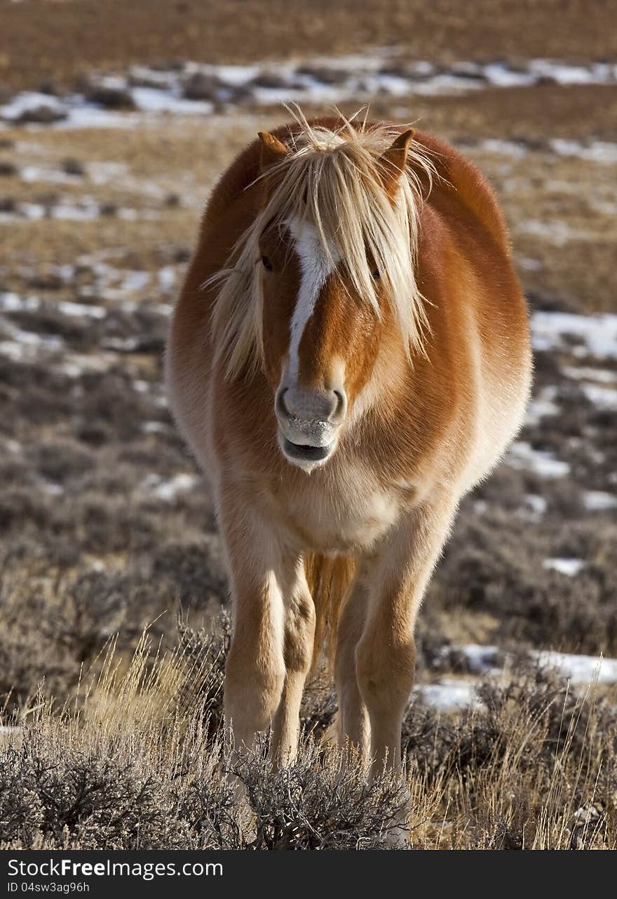 Wild horse mustang mare in McCullough Peaks is approaching. Wild horse mustang mare in McCullough Peaks is approaching.