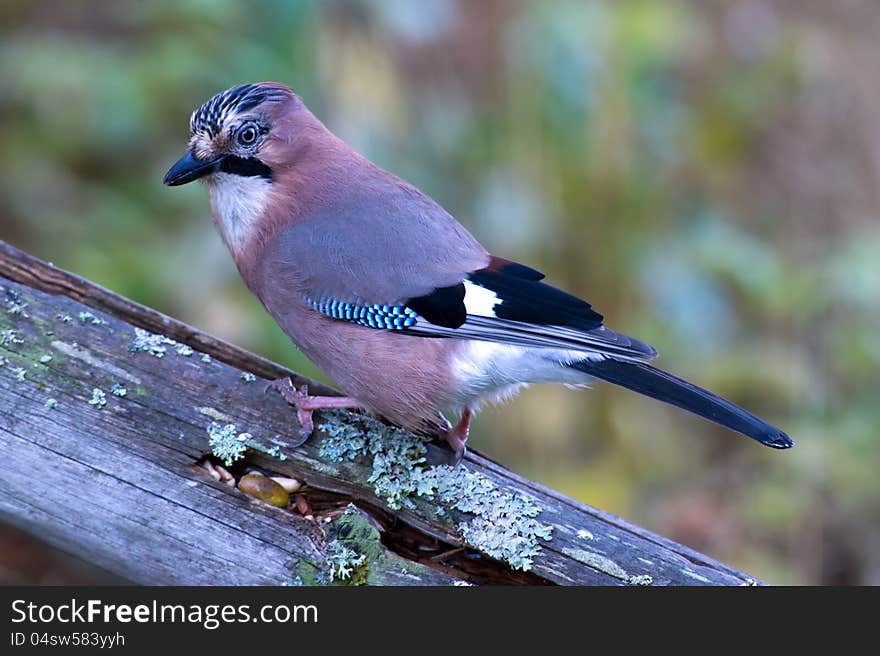 The beautiful, but shy, jay hunt for the acorn in the old wooden fence with a nice multicolored background. Uppland, Sweden. The beautiful, but shy, jay hunt for the acorn in the old wooden fence with a nice multicolored background. Uppland, Sweden