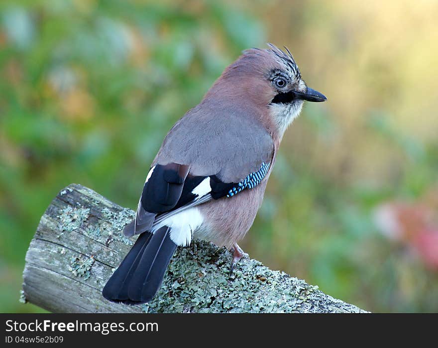 The beautiful, but shy, jay sitting on an old wooden fence and watching. Uppland, Sweden. The beautiful, but shy, jay sitting on an old wooden fence and watching. Uppland, Sweden