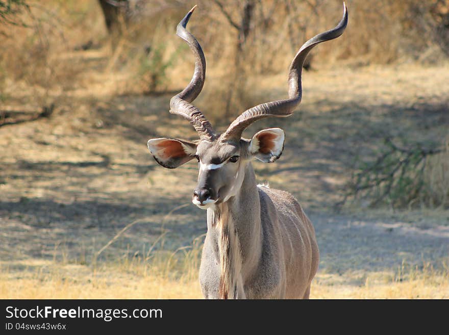 A Kudu bull at a watering hole.  Photo taken in Namibia, Africa. A Kudu bull at a watering hole.  Photo taken in Namibia, Africa.