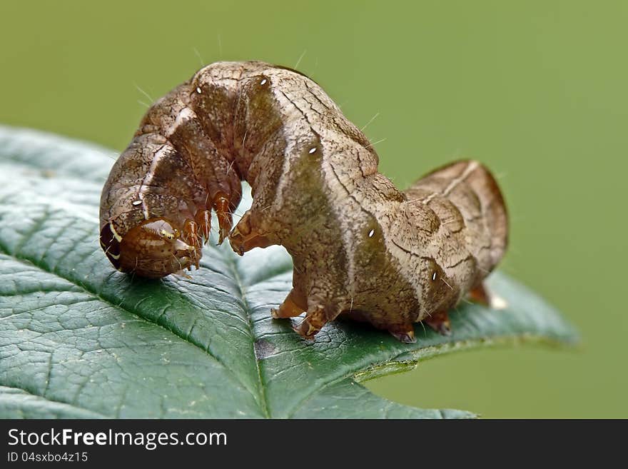 Dot moth caterpillar