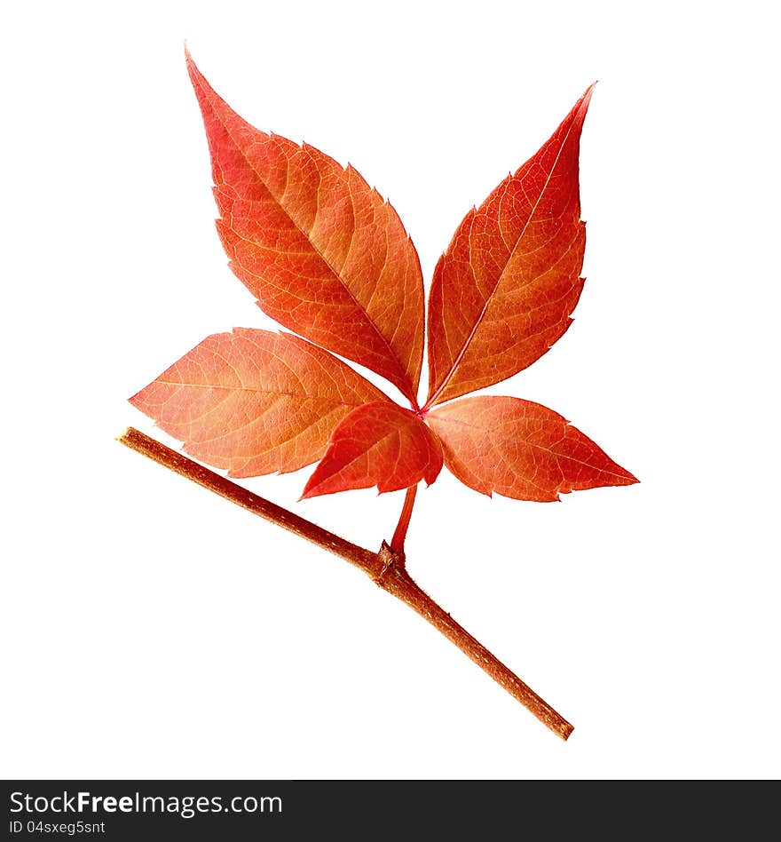 Studio macro isolation of autumnal Virgina Creeper, five-leaved ivy leaf against white background. Studio macro isolation of autumnal Virgina Creeper, five-leaved ivy leaf against white background.