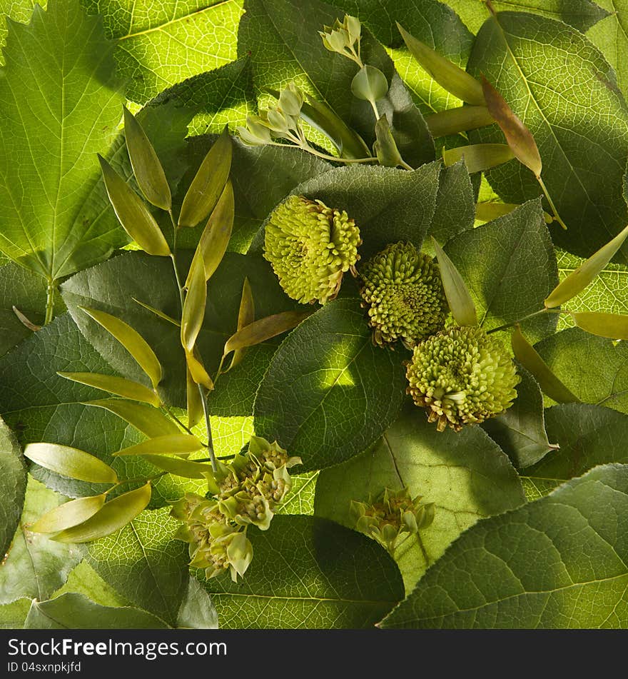 Bright green leaves