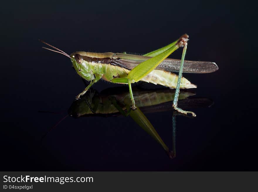 Grass Hopper Close Up On Mirroring Glass