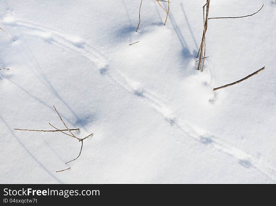 Traces of the birds on  snow