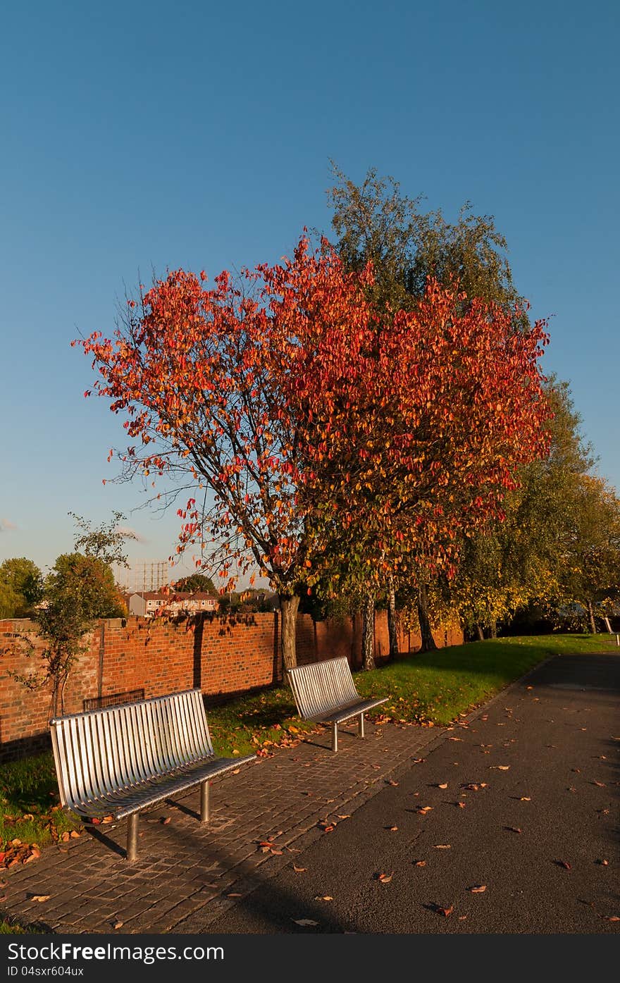 Steel Benches Autumn Tree