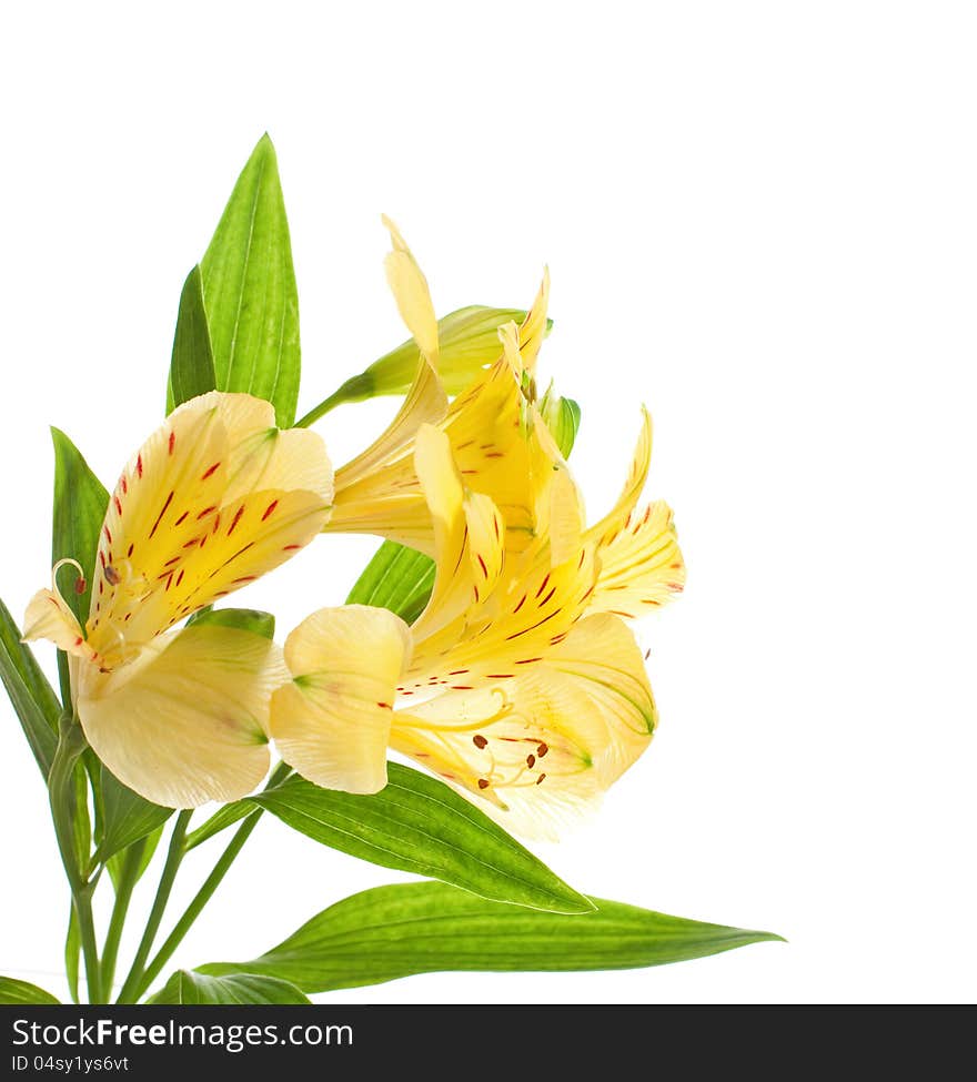 Alstroemeria flowers isolated on white background.