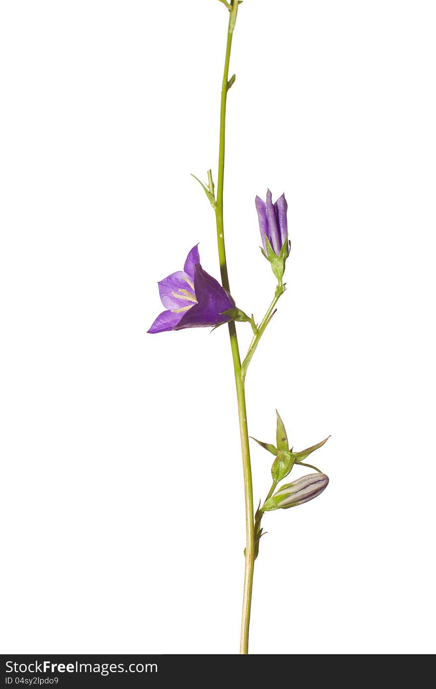 Bluebells isolated on white. Campanula