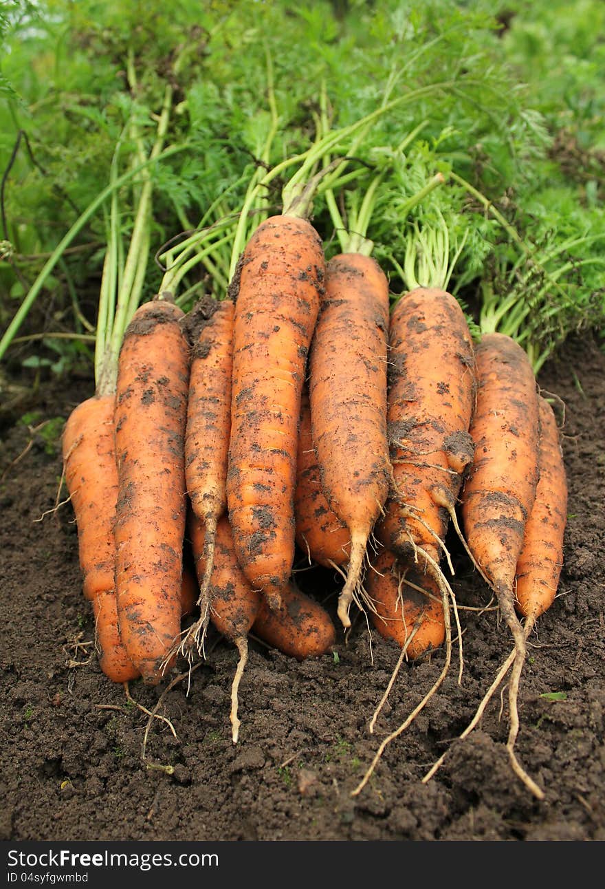 Bunch Of Fresh Carrots On The Soil