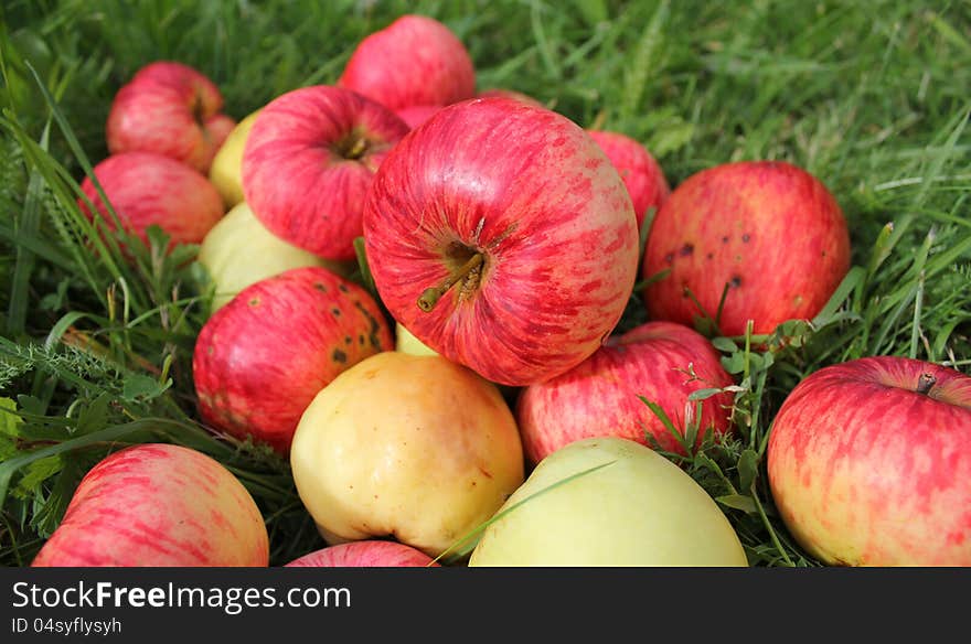 Fallen red apples in green grass ( close up )