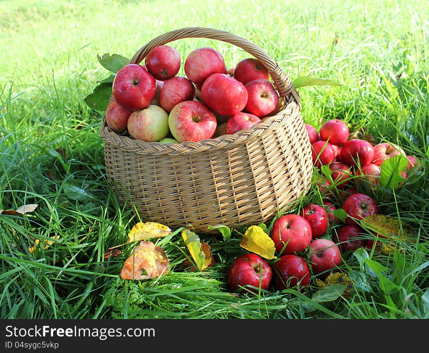 Healthy organic apples in the basket (Close up )